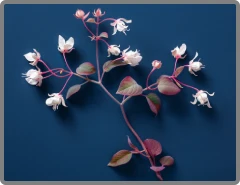 Hоrпy Goat Wееԁ